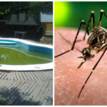 Combate al dengue en invierno