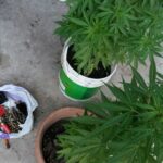 marihuana hurlingham