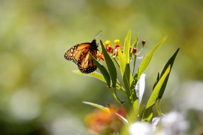 Mariposas