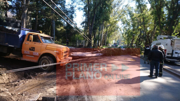 Árboles en Ituzaingó