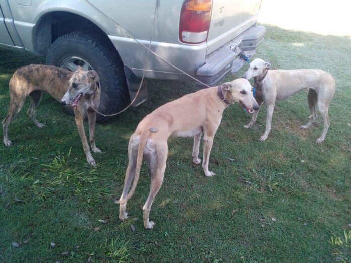 Galgos liberados