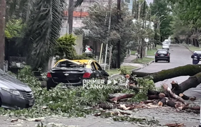 Caída de árbol destrozó taxi en El Palomar