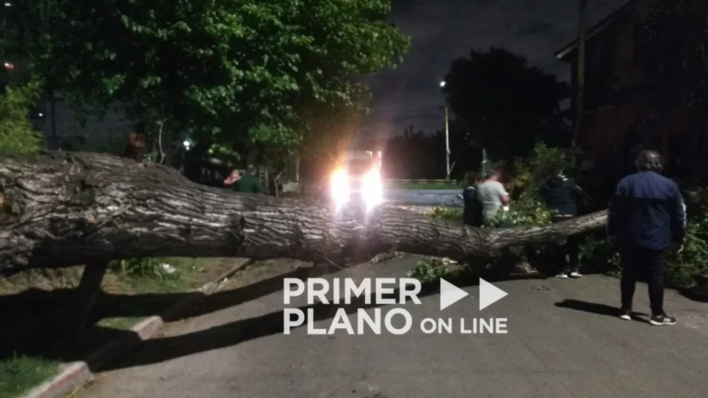 Caída de árbol destrozó taxi en El Palomar