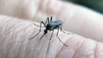 Vacuna contra el dengue