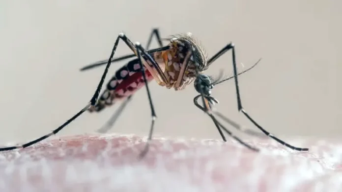 Mosquito de la inundación