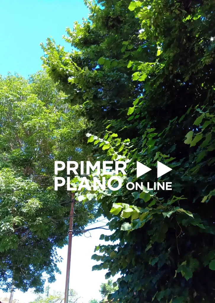 Reclamo por poda de árbol en El Palomar