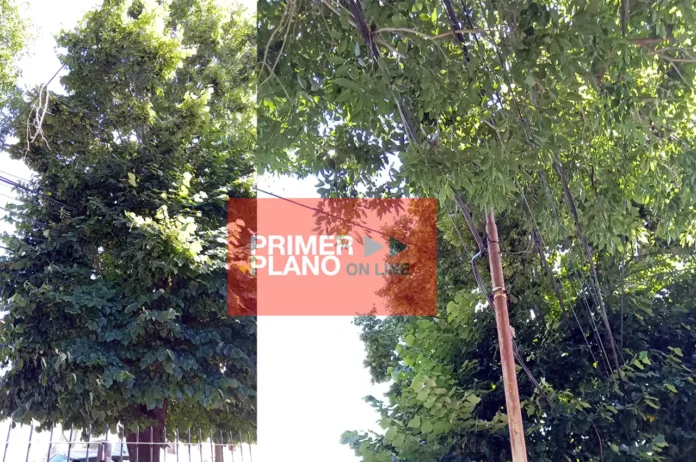 Reclamo por poda de árbol en El Palomar