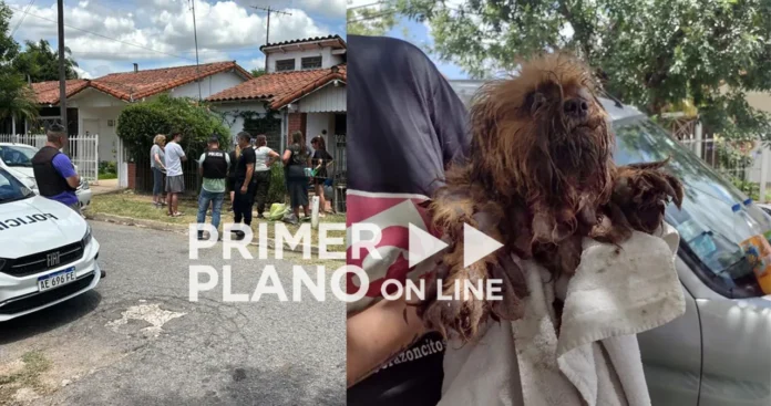Rescate de animales en Ituzaingó