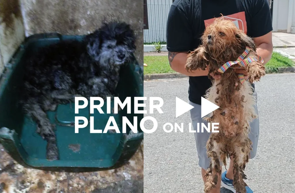 Rescate de animales en Ituzaingó