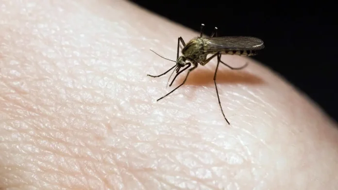 Invasión de mosquitos