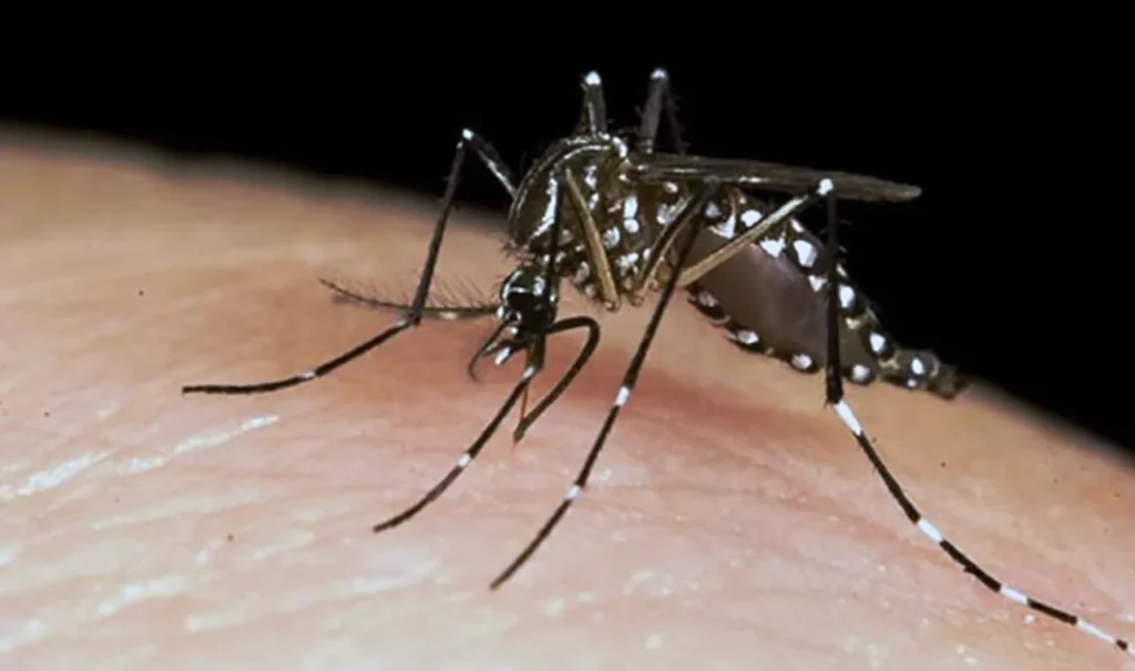 Crecen los casos de dengue