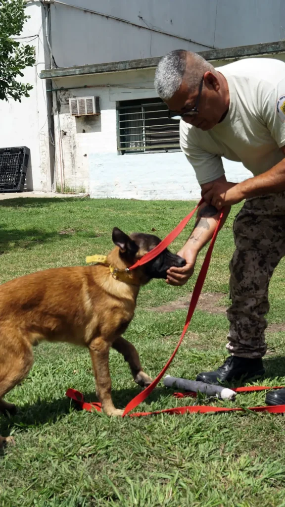 Perros detectores de drogas en cárceles