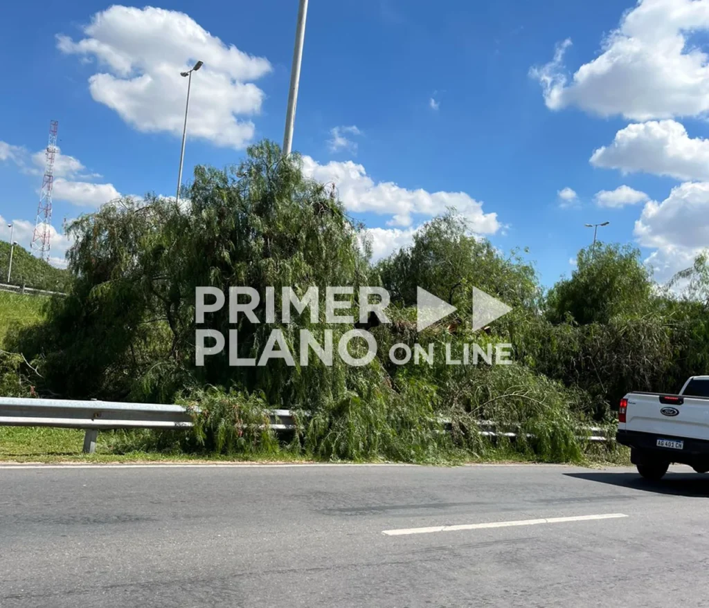 Tala de árboles en Acceso Oeste