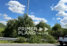 Tala de árboles en Acceso Oeste