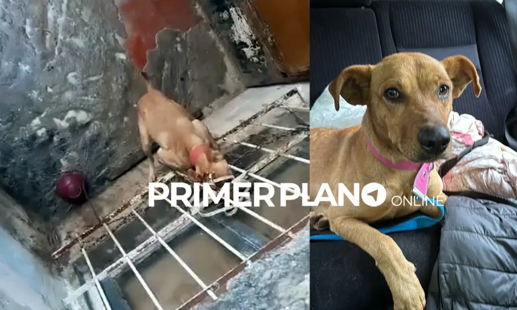 Perra rescatada en Ituzaingó