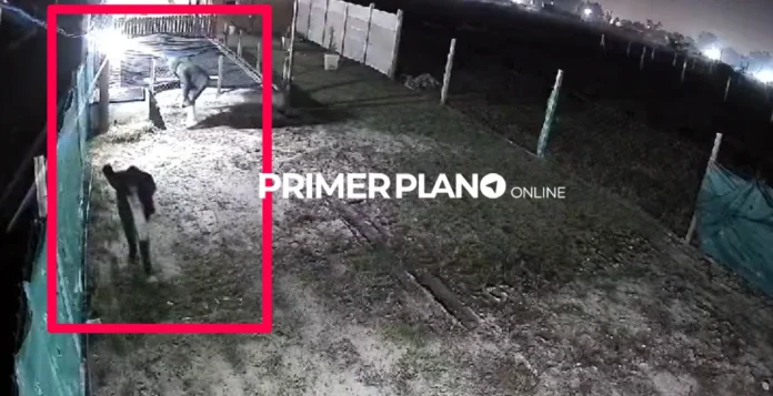 Rateros tienen a maltraer a un barrio de Merlo