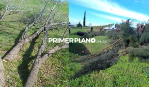 Tala de árboles en Acceso Oeste