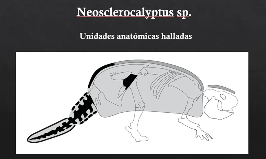 Restos óseos de gliptodonte en Merlo