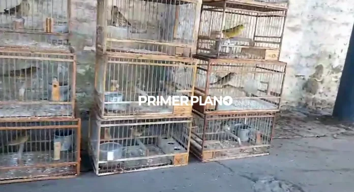 Aves rescatadas en Ituzaingó
