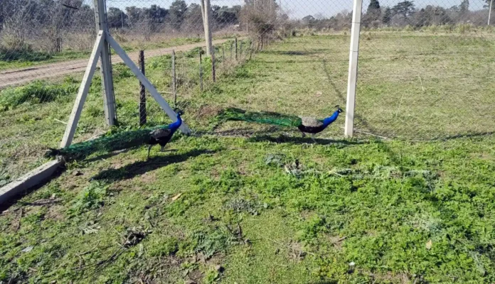 Animales rescatados en cautiverio en Merlo
