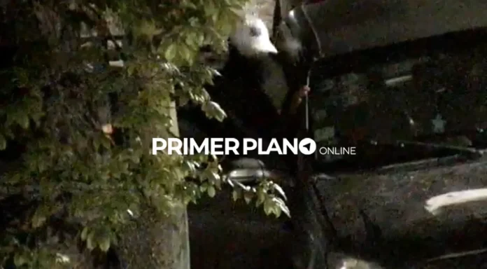 Ladrón frustrado Ituzaingó
