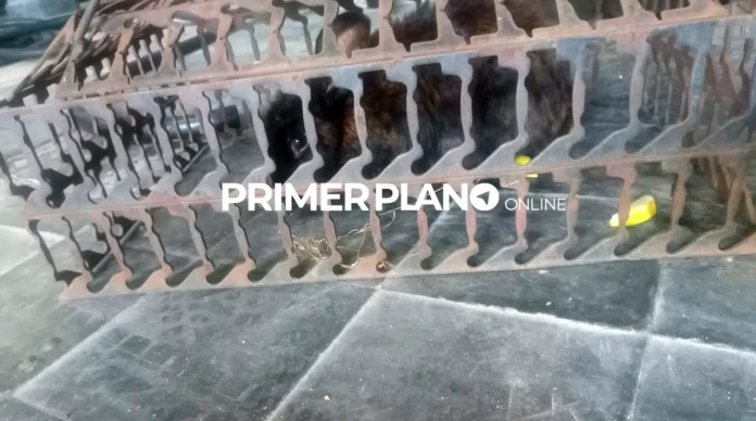 El rescate de un conejo en Hurlingham