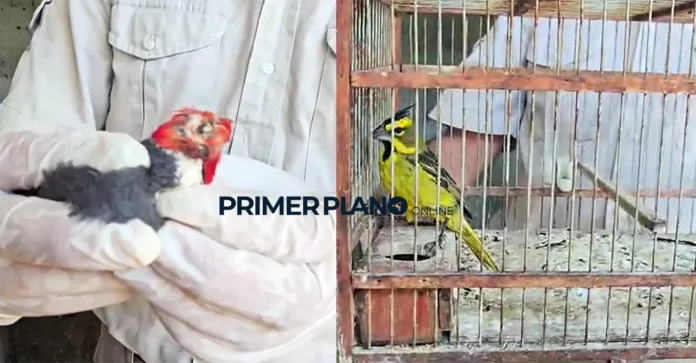 Aves rescatadas en González Catán