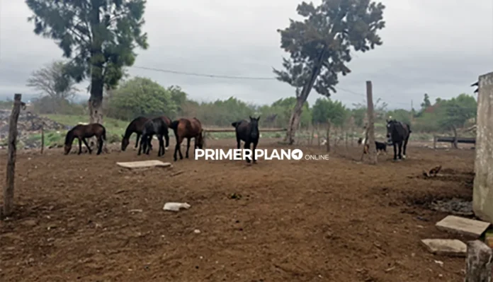 Robo de caballos en Merlo