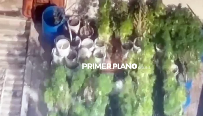 Cultivo de marihuana en Ciudadela