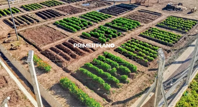 Cursos de huerta en penales de Merlo