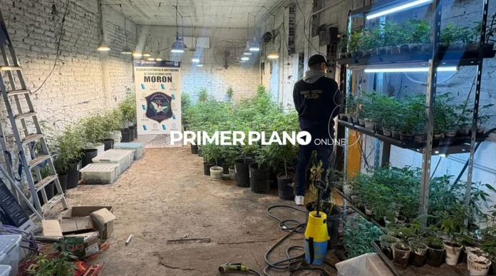 Laboratorio de Cannabis en Morón