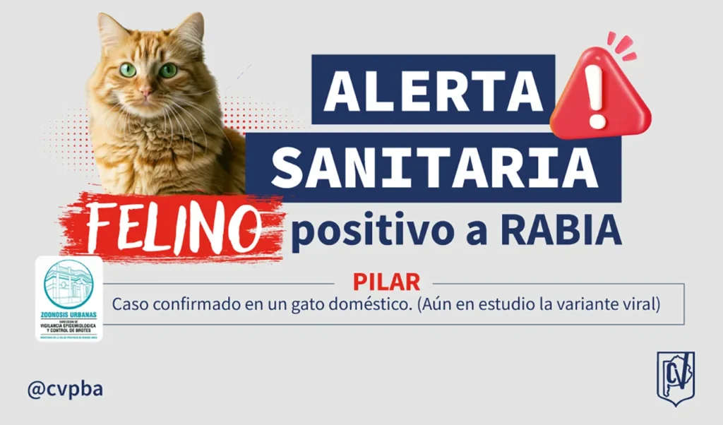 Gato con rabia y alarma sanitaria