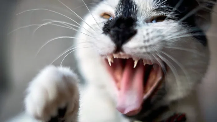 Gato con rabia y alarma sanitaria