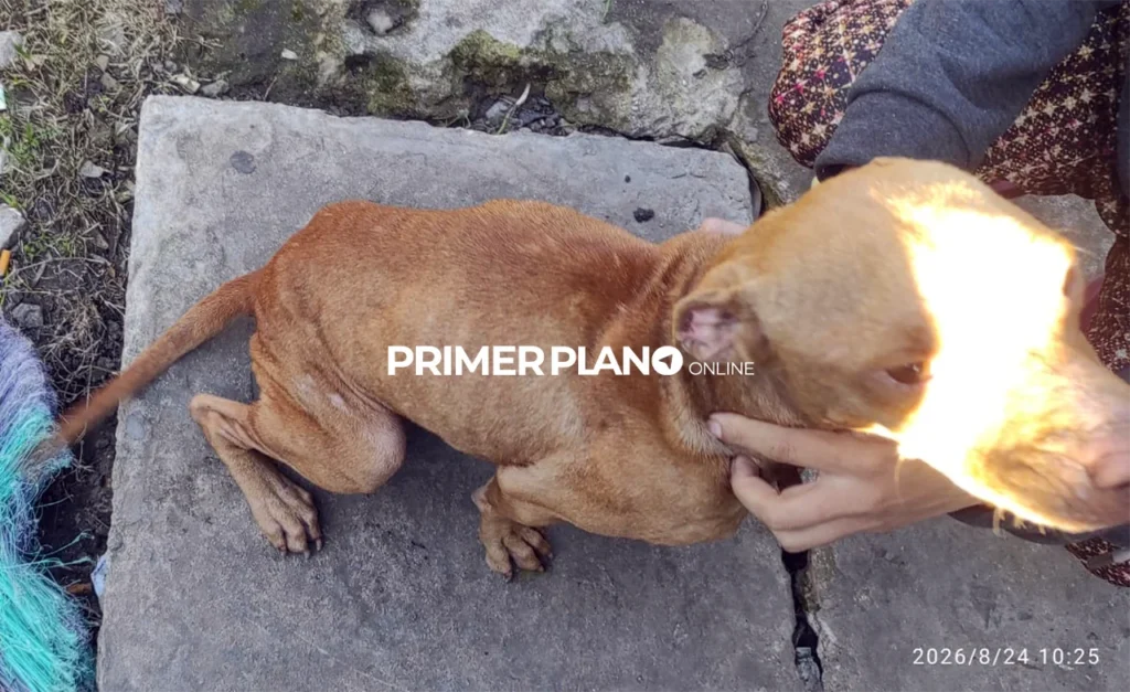 Perros rescatados en Merlo